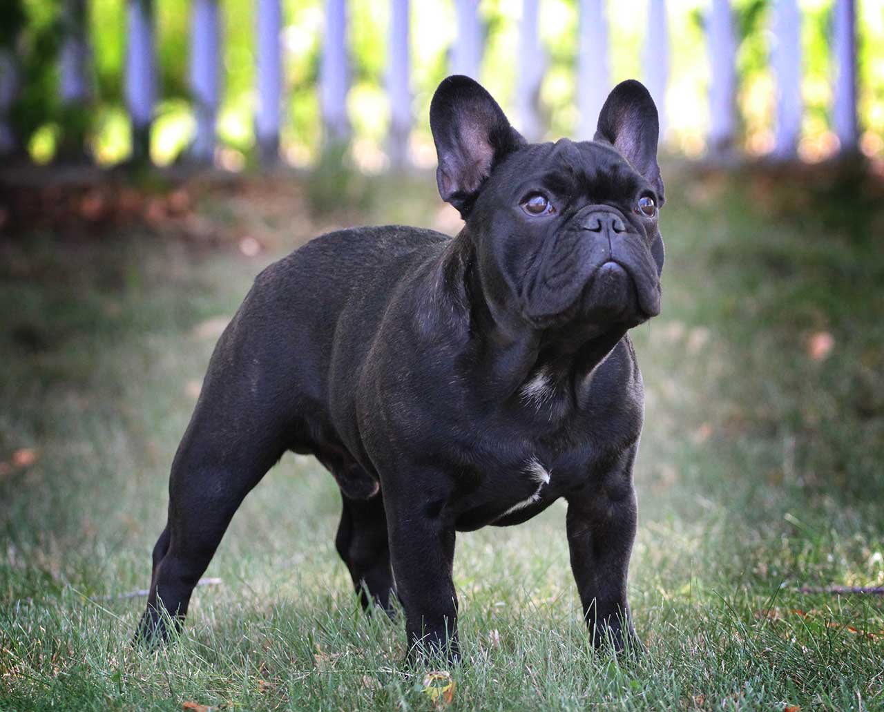 Ruger – Pretty In Ink Frenchies